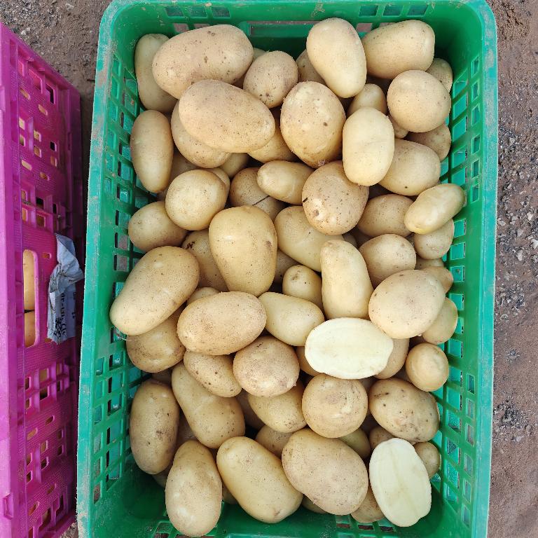 Aardappelen met -volgens opgave- onder andere de volgende kenmerken:
- voor menselijke consumptie;
- vers;
- halfvast;
- ovaal van vorm;
- gele schil;
- vlakogig.
De aardappelen worden aangeboden in bulk in big bags van 1.250 tot 1.350 kg.