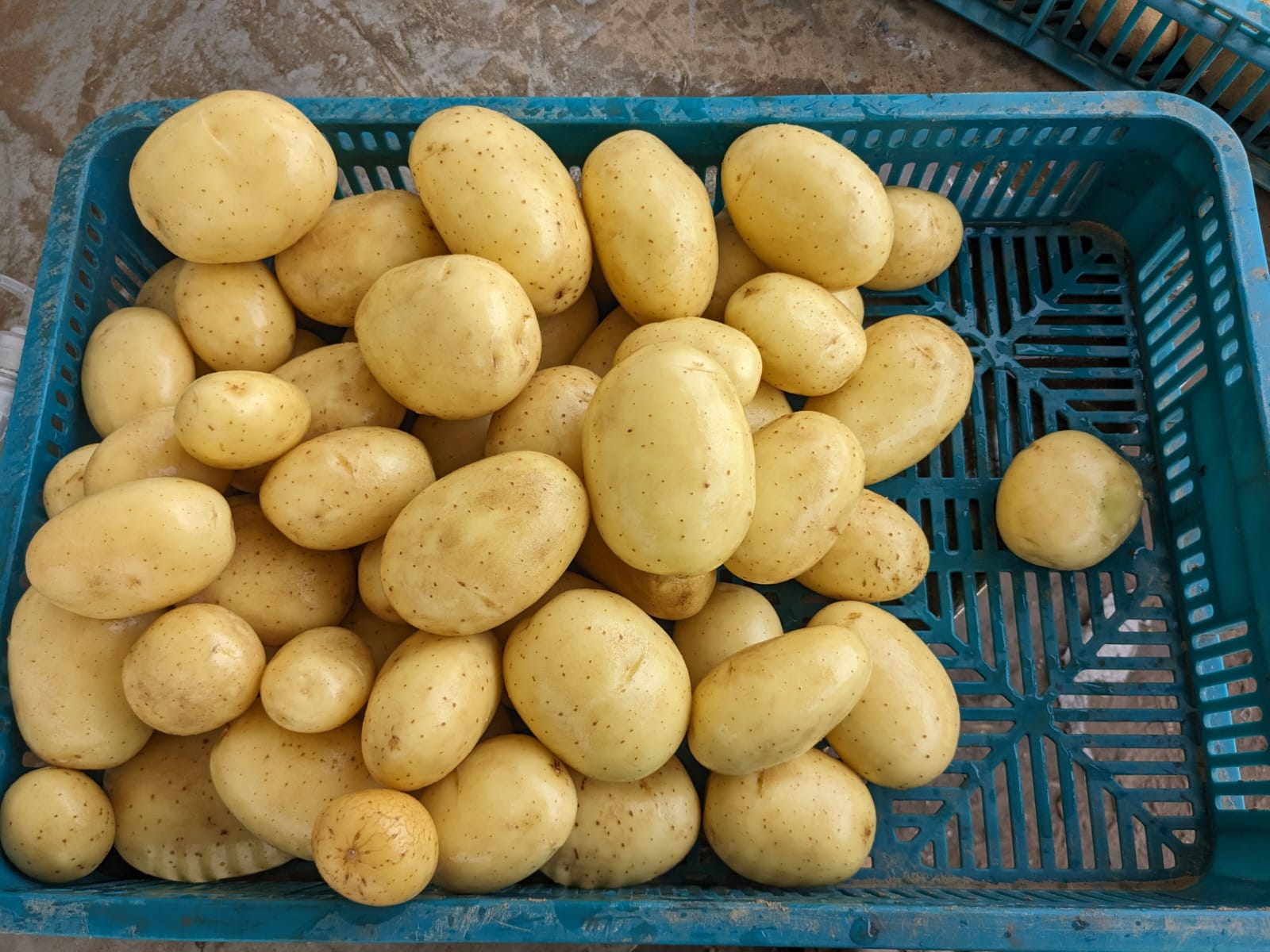 Aardappelen met -volgens opgave- onder andere de volgende kenmerken:
- voor menselijke consumptie;
- vers;
- halfvast;
- rondovaal/ovaal;
- een lichtgele schil;
- vlakogig.
De aardappelen worden aangeboden in bulk in big bags van 1.250 tot 1.350 kg.