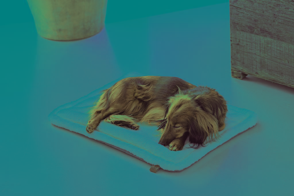 Een matras voor honden met –volgens opgave- onder andere de volgende kenmerken:
- ontworpen als rust- en slaapplaats voor honden in een metalen draadkooi of op de vloer;
- vervaardigd van polyester;
- een bovenzijde van pluche, polair breiwerk met lange vezels van polyester;
- een onderzijde vervaardigd van een breiwerk van polyester;
- een vulling van polyestervezels;
- in rechthoekige vorm;
- stiknaden op de vouwlijnen en rondom;
- voorzien van een waslabel;
- voorzien van een etiket;
- in 2 verschillende kleuren en diverse afmetingen.
Opgemaakt voor de verkoop in het klein in een kunststof zak van polyethyleen, voorzien van een kartonnen duplex tag.