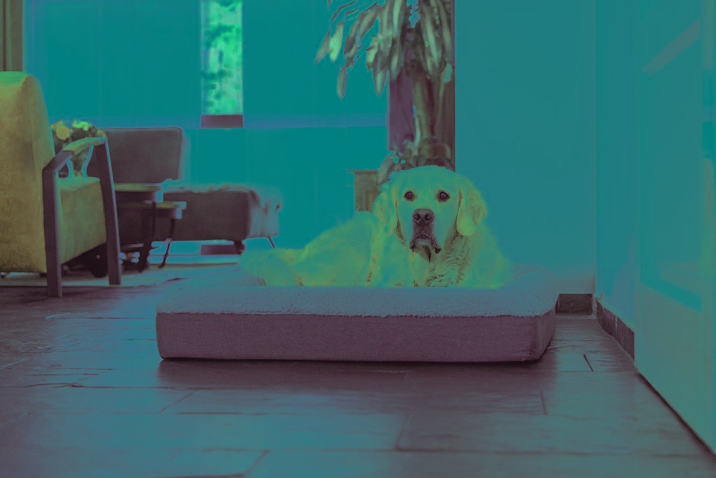 Een zogenoemd orthopedisch ligkussen voor honden met –volgens opgave- onder andere de volgende kenmerken:
- ontworpen als rust- en slaapplaats voor honden;
- vervaardigd van polyester;
- een buitenhoes van een dik polair breiwerk;
- de zijkanten een polyesterweefsel;
- een bodem van een polyesterweefsel met anti-slip nopjes;
- een vulling van koud- en traagschuim;
- voorzien van een afneembare, niet water doorlatende binnenhoes van polyester;
- voorzien van diverse ritssluitingen;
- voorzien van opgevulde randen;
- voorzien van een etiket;
- in rechthoekige vorm;
- in diverse afmetingen;
Opgemaakt voor de verkoop in het klein en vacuüm verpakt in een polyethyleen zak.
