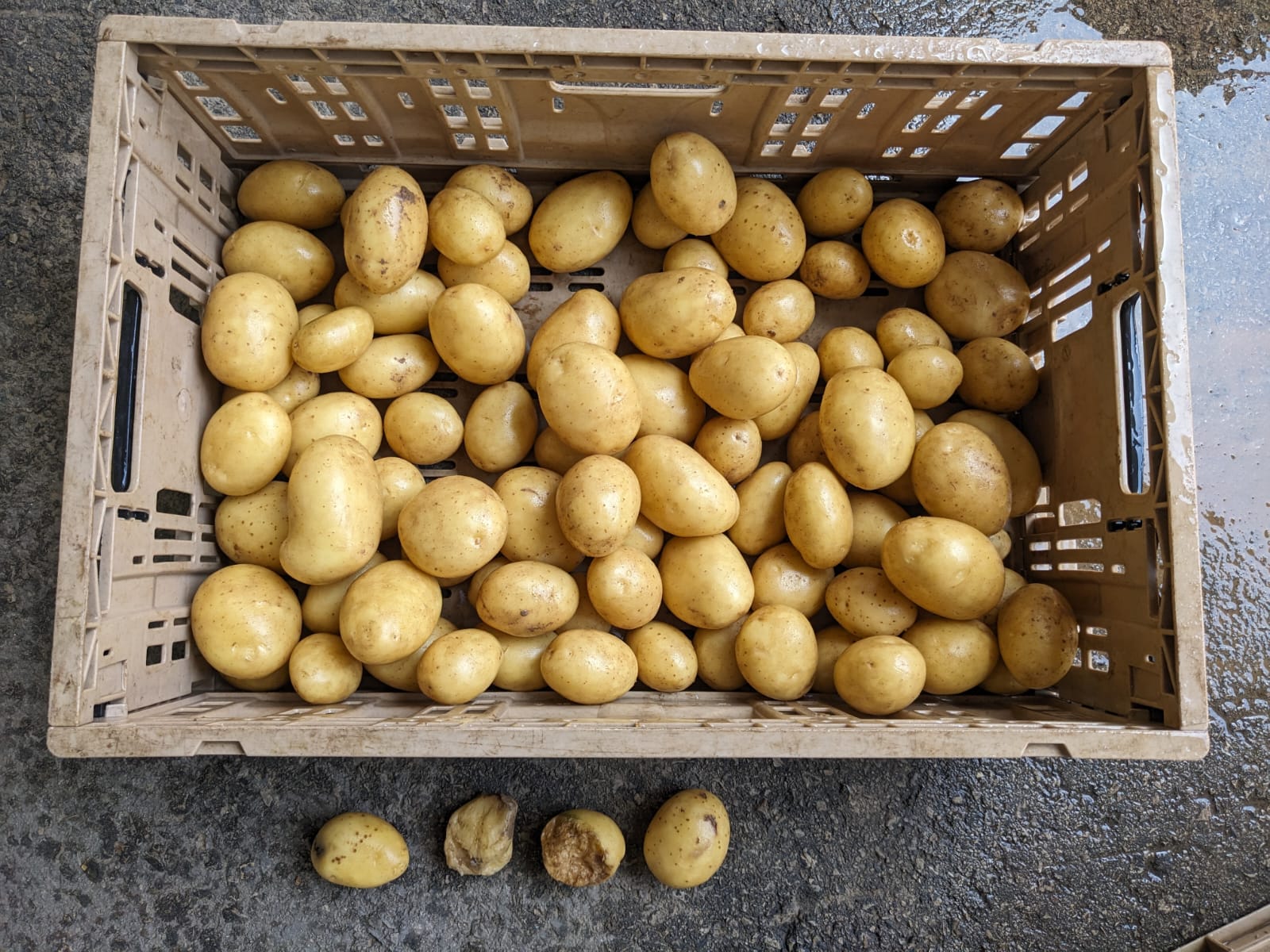 Aardappelen met -volgens opgave- onder andere de volgende kenmerken:
- voor menselijke consumptie;
- vers;
- halfvast;
- ovaal;
- een gele schil;
- vlakogig.
De aardappelen worden aangeboden in bulk in bigbags van 1.250 tot 1.350 kg.
