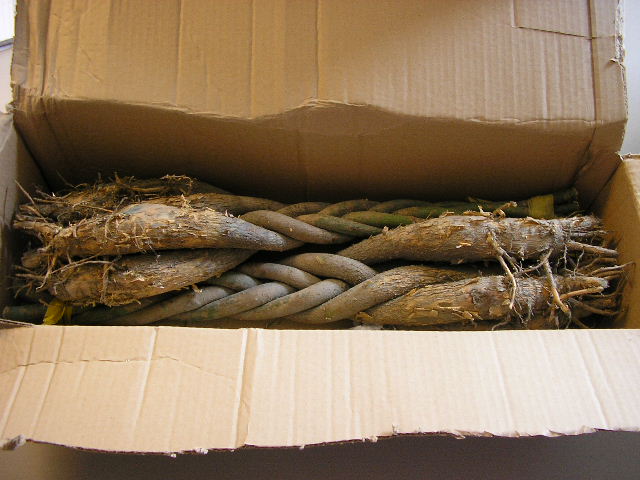 Levende bewortelde kamerplanten, van de soort "pachira", met een lengte van ongeveer 54 cm. Het artikel bestaat uit vijf in elkaar gevlochten stengels, die zijn samengebonden tot een geheel.