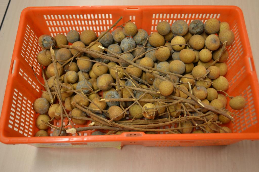 Verse Longanen van de soort Euphoria Longana of Dimocarpus Longan .
De Longanen worden los gestort aangeboden in een kunststof mandje (zie afbeelding).