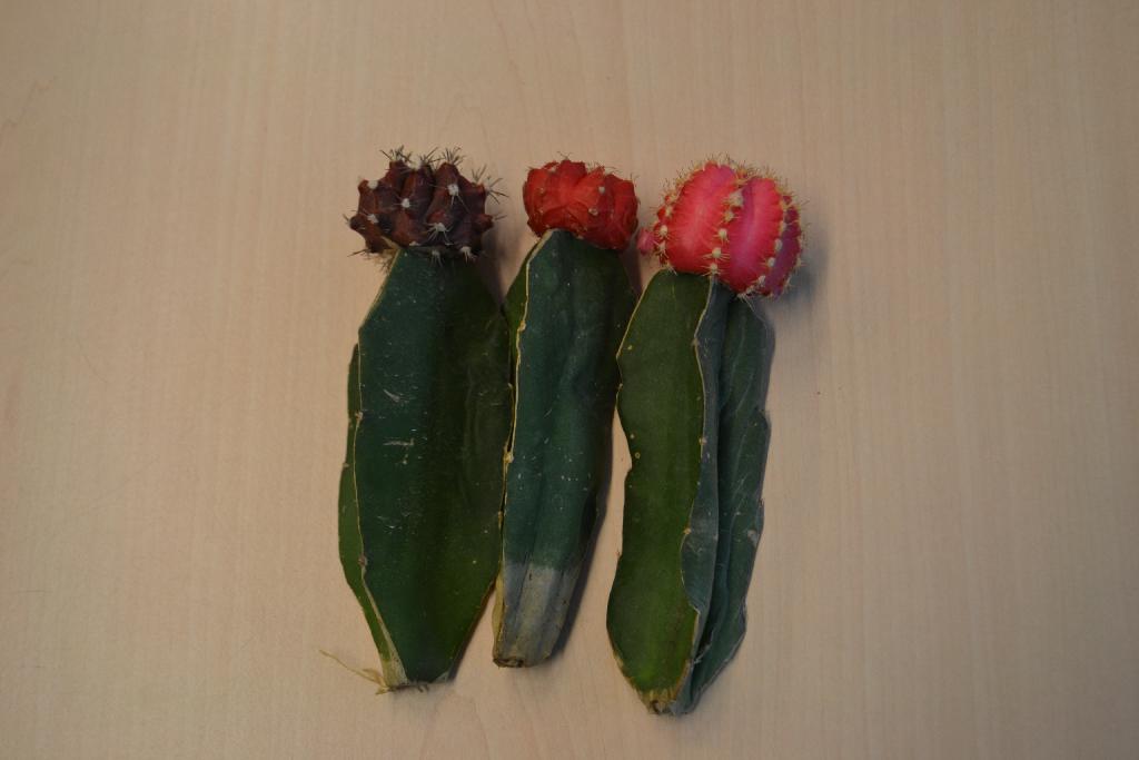 Een kamerplant in de vorm van een cactus met -volgens opgave- onder andere de volgende kenmerken:
- van het geslacht Gymnocalycium mihanovichii;
- geënt op een stam van het geslacht Hylocereus trigonus;   
- in diverse kleuren;
- niet in potten.