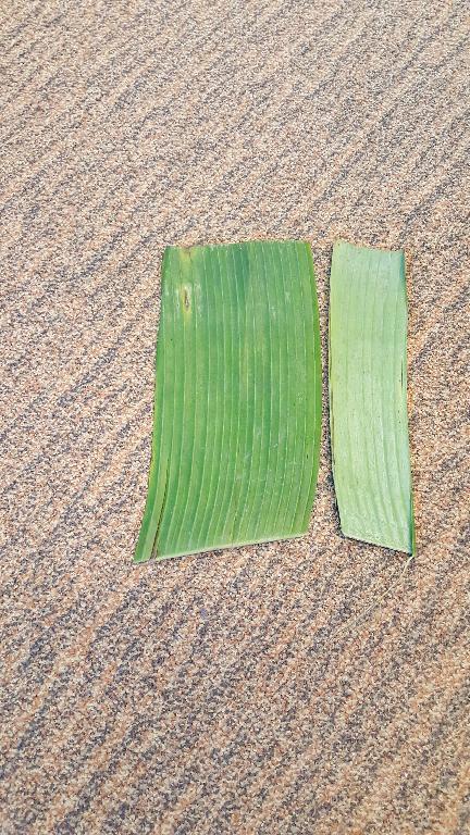 Een bananen blad met -volgens opgave- onder meer de volgende kenmerken en eigenschappen:
- een blad van de bananenboom;
- op maat gesneden doch niet verder bewerkt;
- bestemd als decoratief blad om hapjes op te serveren.