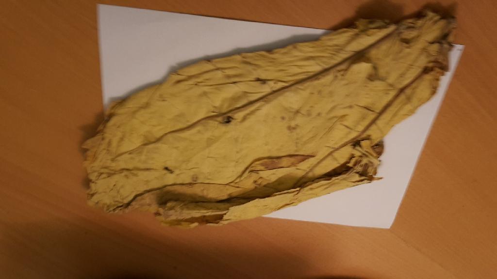 Råtobak
Råtobak, enligt uppgift ljus lufttorkad tobak i form av hela ostripade gula blad. Tobaken är avsedd att användas vid framställning av snus och föreligger på pall om ca 120-150 kg. Laboratorieanalys utförd som bedömer att materialet ej är rökbart.
