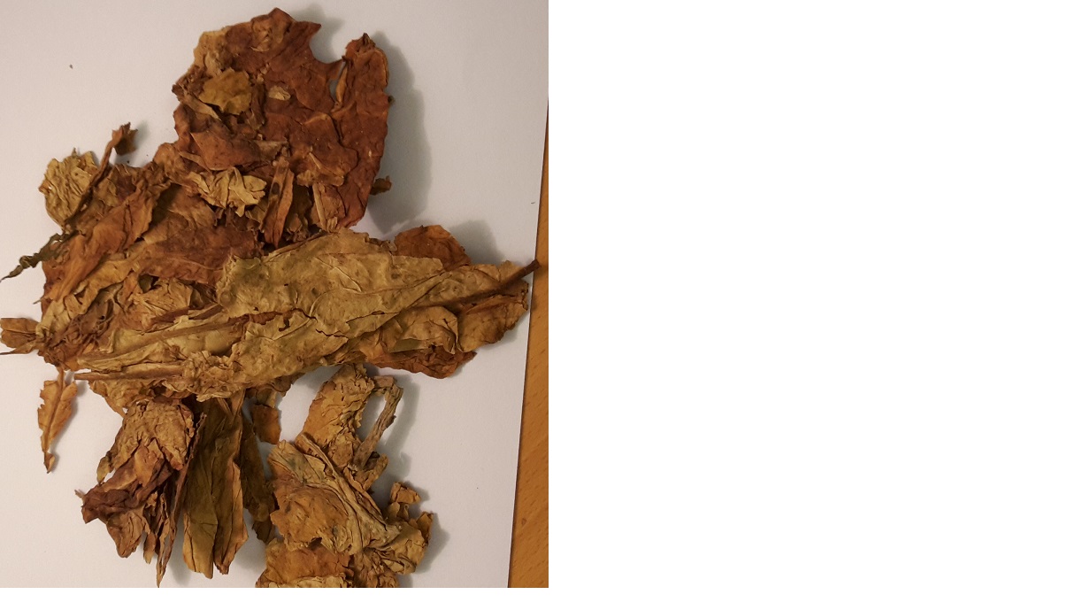 Råtobak
Råtobak, enligt uppgift mörk lufttorkad tobak i form av hela ostripade blad. Tobaken är avsedd att användas vid framställning av snus och föreligger på pall om ca 120-150 kg. Laboratorieanalys utförd som bedömer att materialet ej är rökbart.