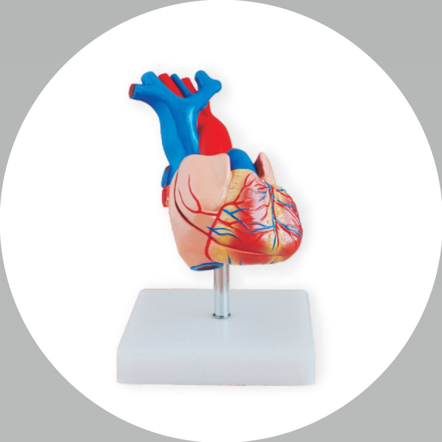 Anatomisk modell av ett människohjärta på stativ.
Modellen är avsedd för demonstrationsändamål.
Modellen är enligt uppgift tillverkad av plast.