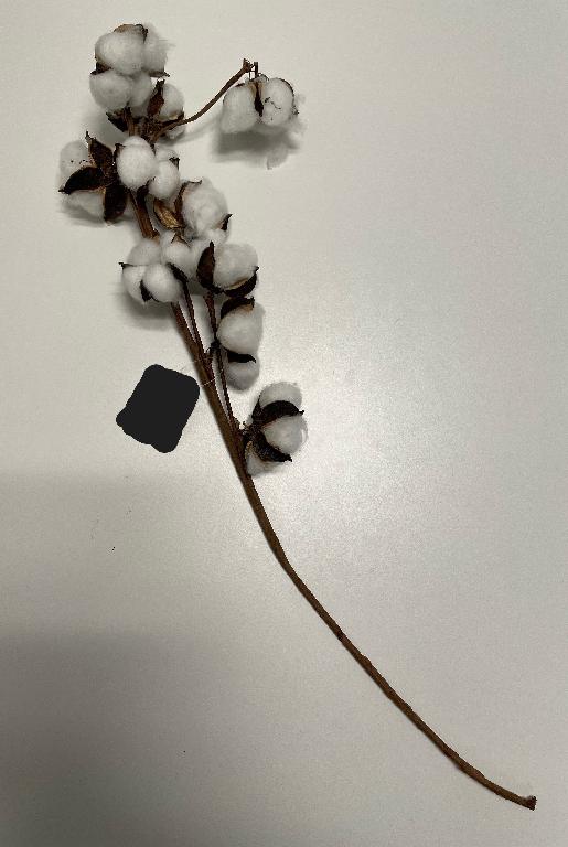 Konstgjord blomma i form av en bomullskvist med en höjd av ca 70 cm.
Avsedd att användas för dekorationsändamål.
Kvisten har en stomme av ståltråd som är omlindad med brunt papper till vilken naturlig torkad bomull är fäst.