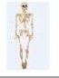 Prydnadsartikel av plast (polypropen och polyeten), enligt uppgift i form av ett plastskelett om 160 cm med upphängningsanordning. Skelettet är märkt som en halloweenartikel.