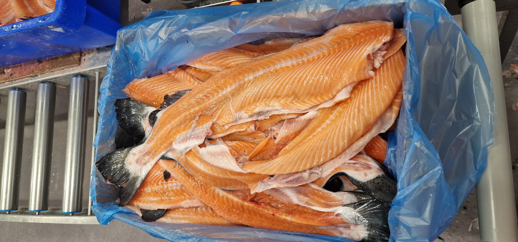 Fryst fisk enligt uppgift ryggben av arten Atlantlax (Salmo salar). Föreligger i kartong i form av frysta block om 2 x 10 kg.