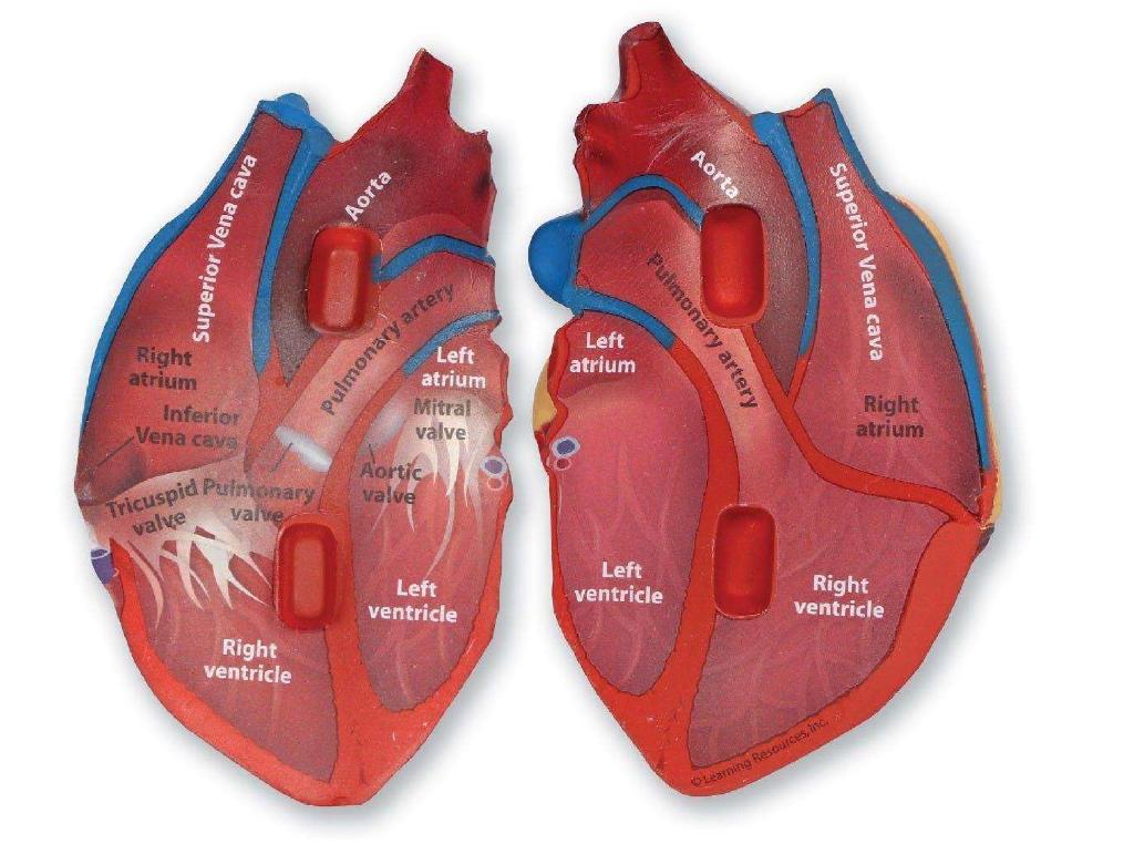 This human heart model comes apart to create a cross-section view for hands-on demonstrations. The areas of the heart are labelled on the inside of one side with corresponding letters on the other side to help with test preparation. The included Activity Guide provides detailed information on the heart and how it functions. Product made from plastic. Retail cardboard packaging. https://customs.ec.europa.eu/gtp/#/screen/stp/ebti_stp/application-request/create-bti-application-request
This human heart model comes apart to create a cross-section view for hands-on demonstrations. The areas of the heart are labelled on the inside of one side with corresponding letters on the other side to help with test preparation.
This product  is made from soft foam plastic and is 5 inches in height. It comes in retail cardboard packaging.