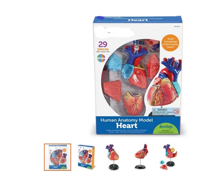 A plastic model of the human heart. This item is presented in several pieces. It is designed for someone learning about the anatomy of the heart. The pieces can be put together to form the complete model which can be mounted on the supplied stand. Put up for retail sale in a paper-card box
